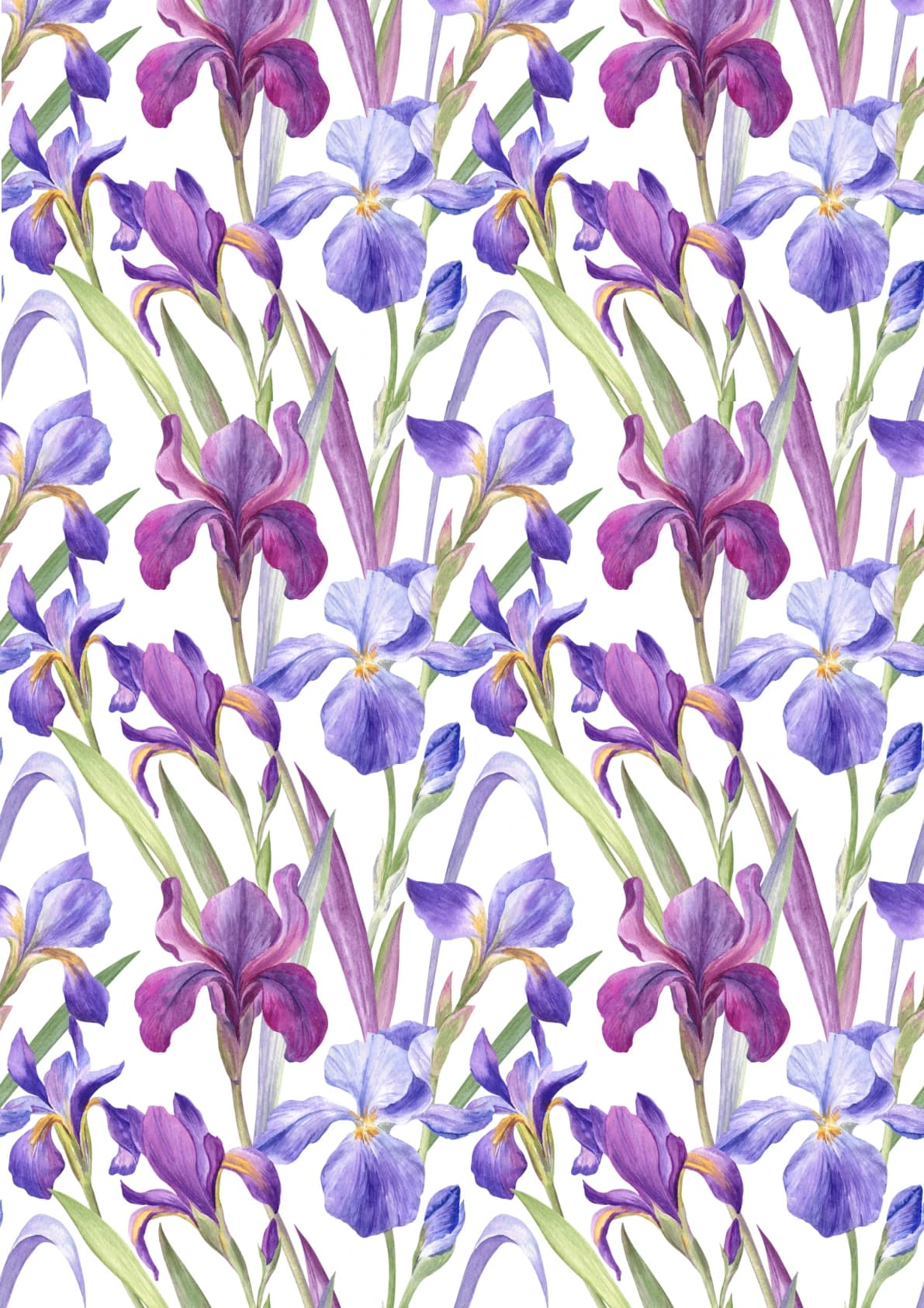 Royal Iris